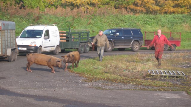 runaway pigs!