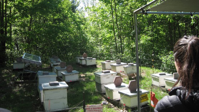 cheese and bees 078