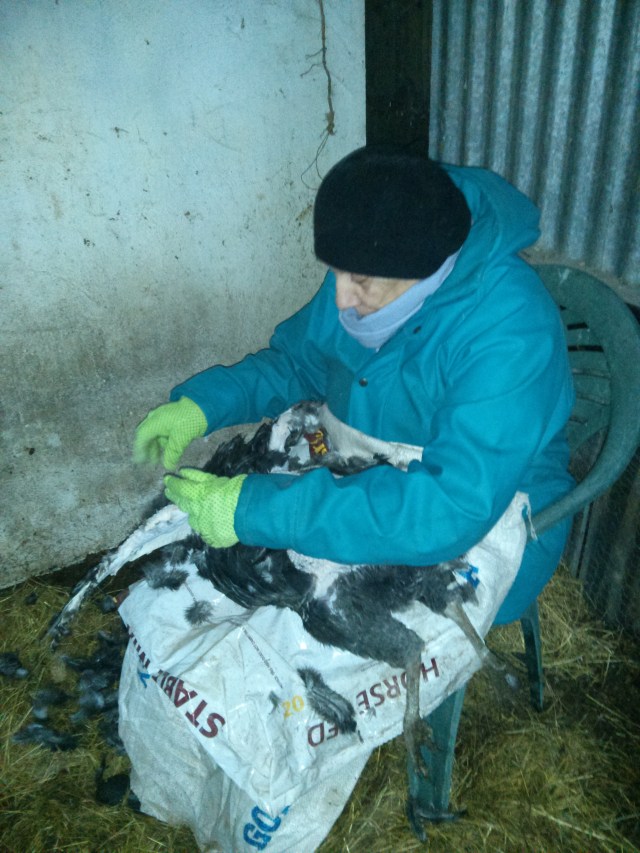Mum plucking a turkey