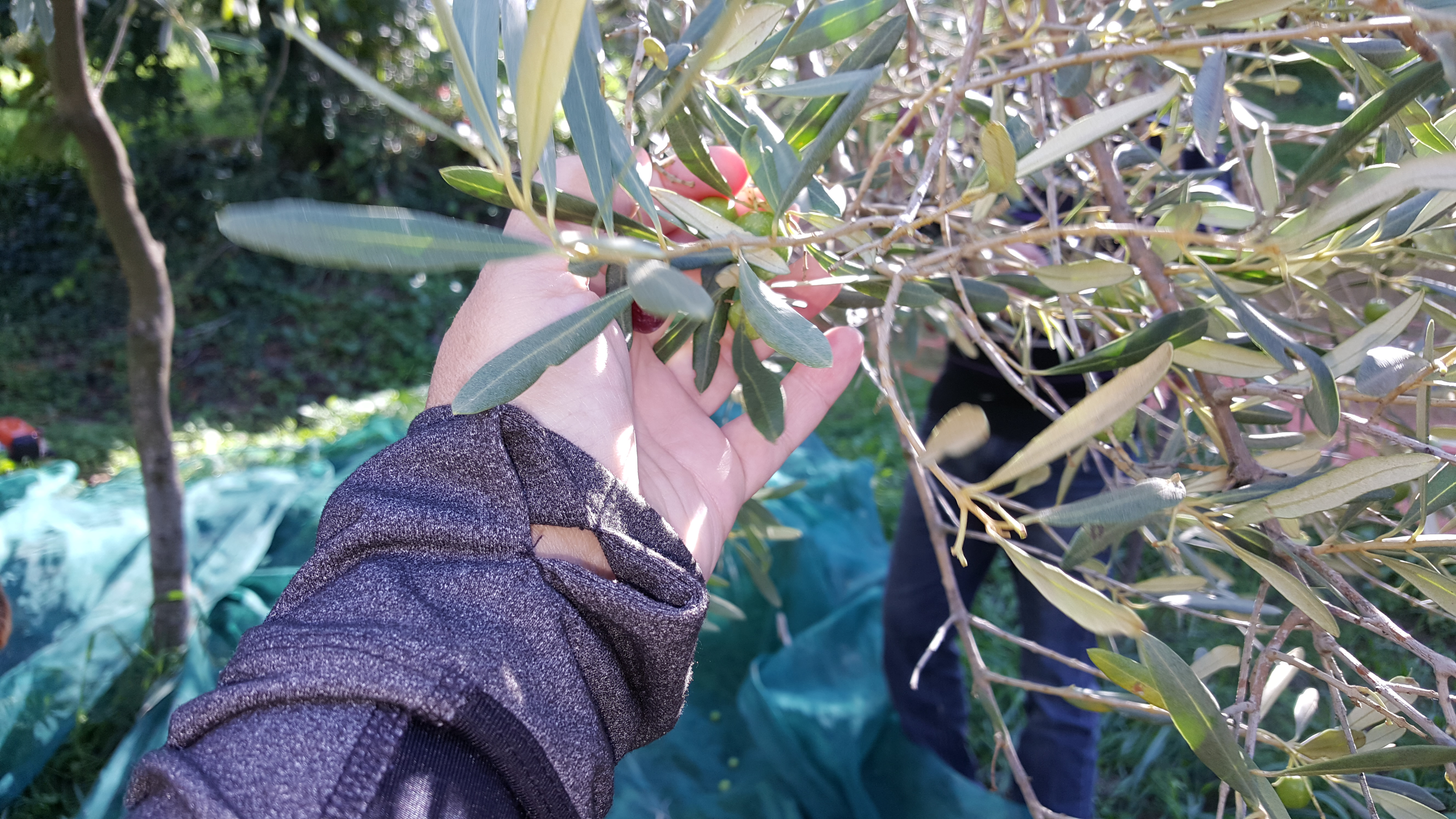 hand with olives