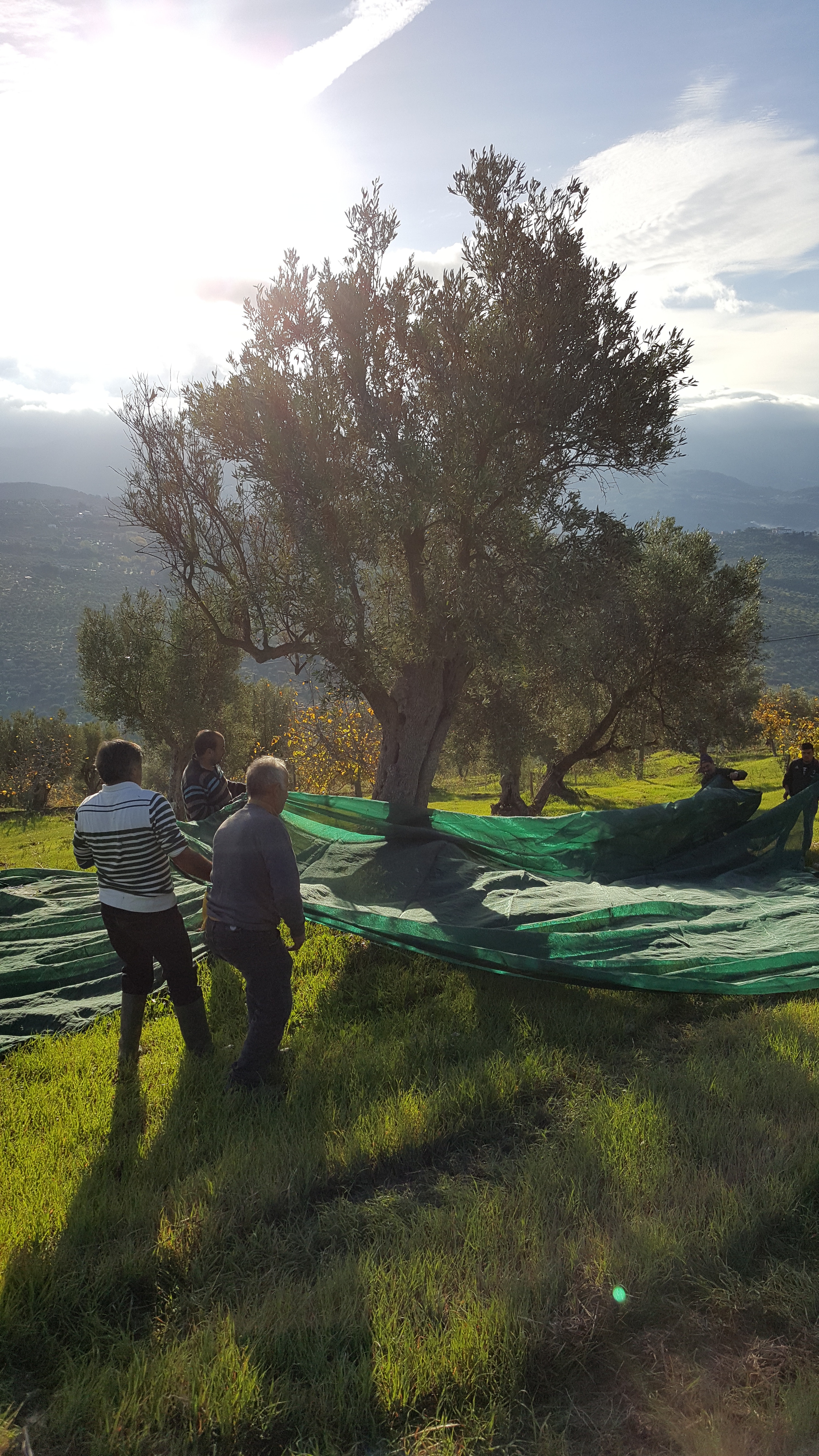 harvest casa sorelle 2017