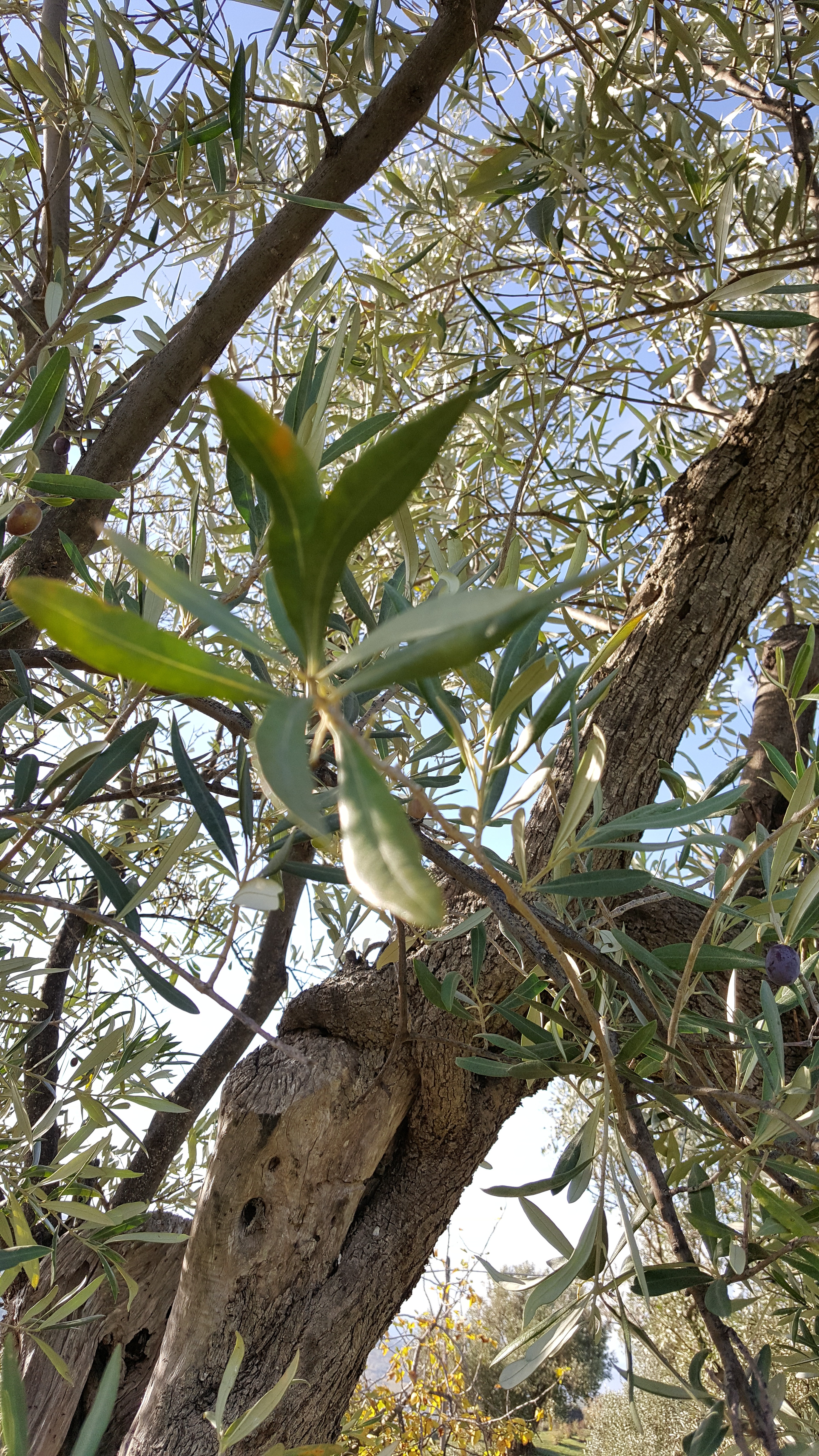 olive branch