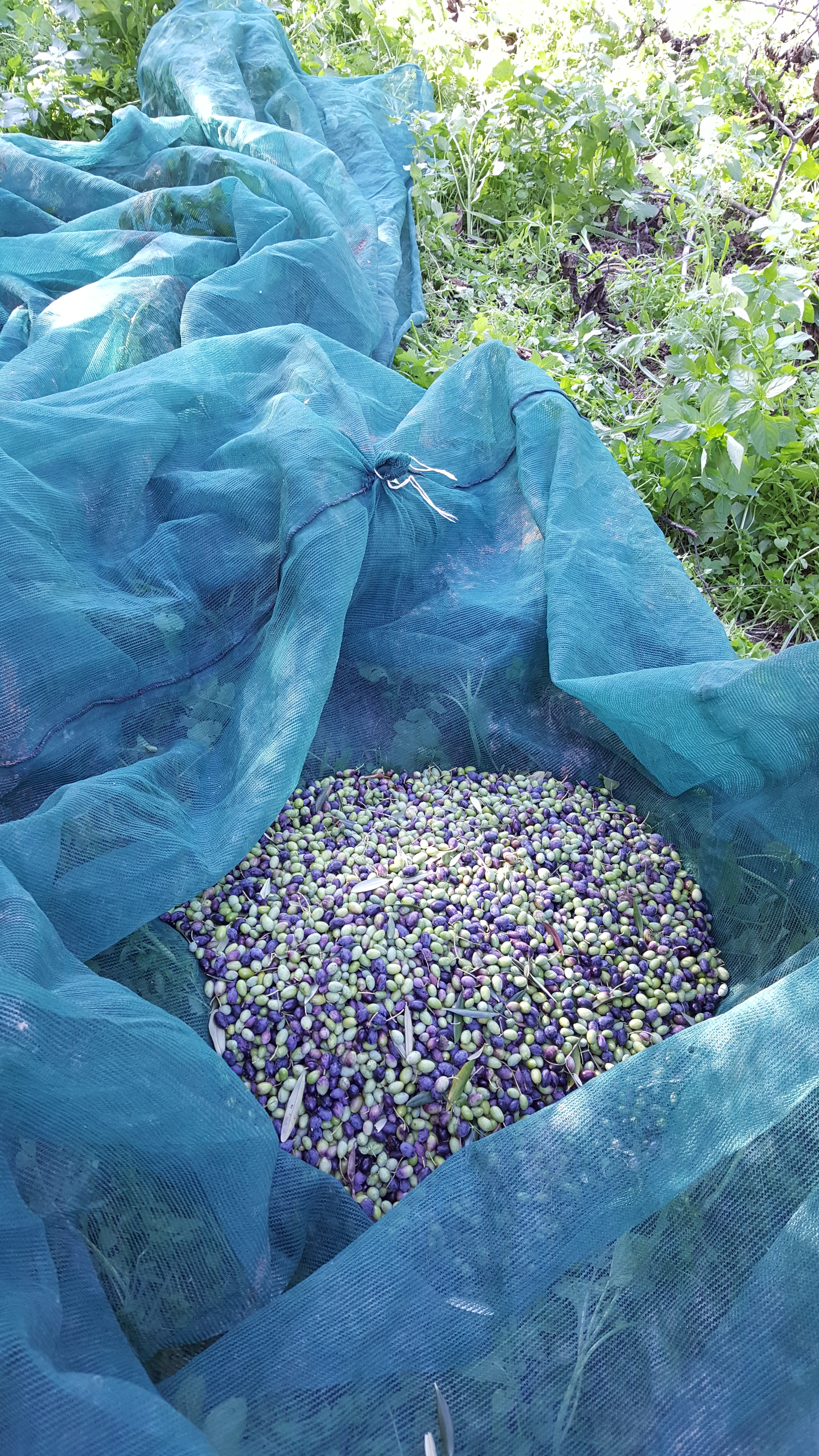olives in the net
